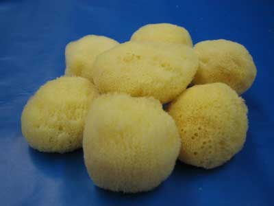 Fine Sea Sponges 1