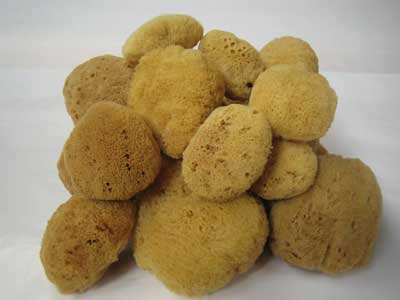 Fine Mantapas Sponges Natural