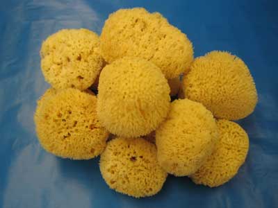 Sea Sponges Bath