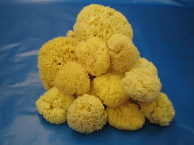 Bath Sponge Varieties