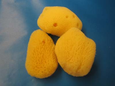 Silk Sea Sponges 4