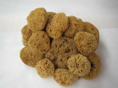 Natural Sponges 3