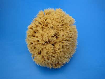Natural Sponges 1