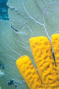 Worldly Finds Sea Sponge 4.5-5” Natural Sponges 2 Count & Bonus Himalayan Salt Chunk & Soap Exfoliation Bag, Organic Sea Bath Sponges, Sustainably Hand-Cut Long